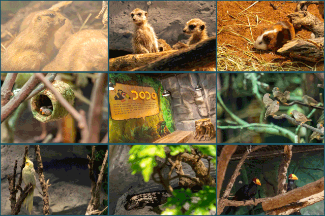 拥有 百来种稀缺珍贵小动物 覆盖了陆地,海洋,空中的可爱萌宠 就是