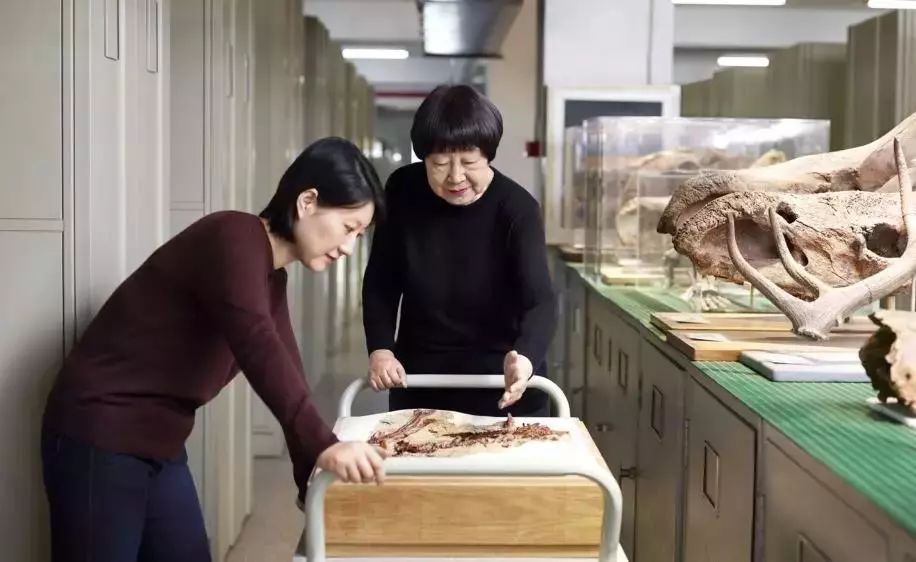 大美中国女科学家张弥曼追寻从鱼到人的证据