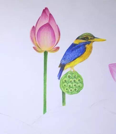 荷花与翠鸟彩铅画步骤图教程