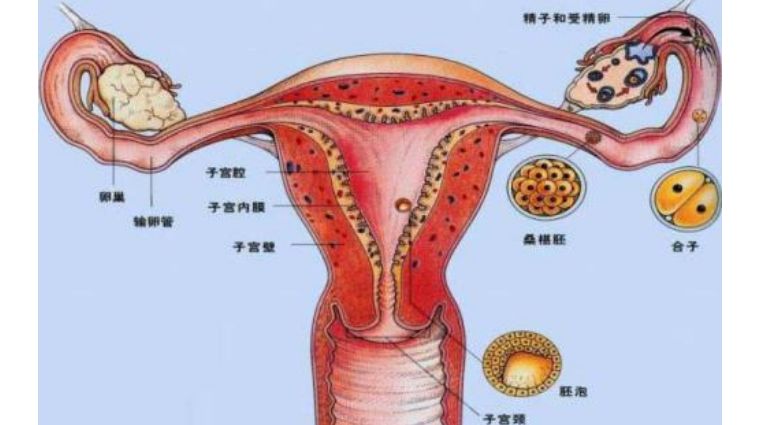 子宫壁由外向内分别是脏层腹膜,子宫平滑肌及子宫内膜三层.