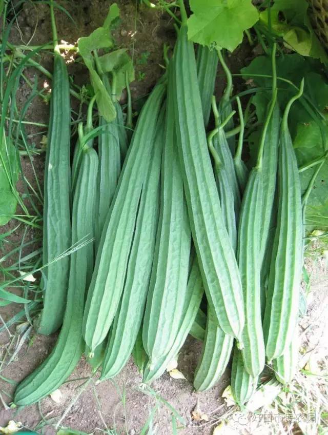 丝瓜毛节瓜西红柿