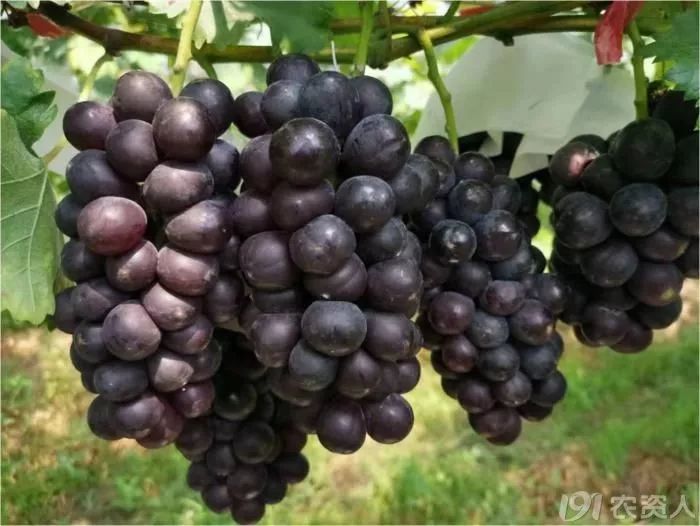 2019年鲜食葡萄新品种系简介修订版