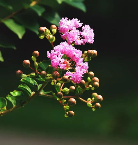 小叶紫薇盛夏里的一抹嫣红