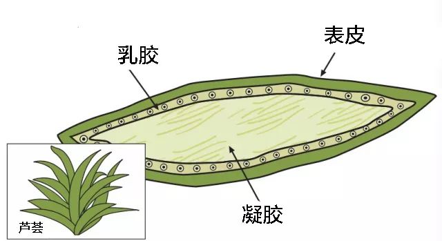 gov从芦荟中可以得到两类产品,一是芦荟叶子内部的那些透明的凝胶,二