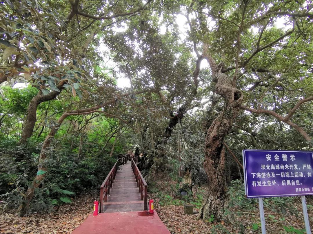 我们在深圳的古村坝光,发现了一大片"银叶林
