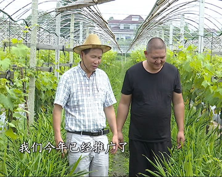 一早,农技专家姚金林就来到种植户朱国民的基地,查看他们家露地生姜的