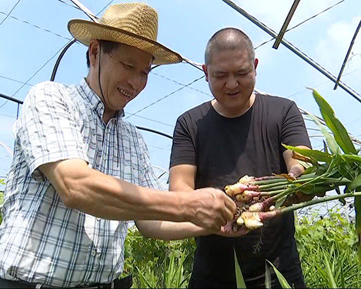 朱老总要野菜_可食用的野菜图片大全(2)