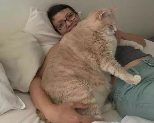 大橘为重丨一只重30斤的橘猫,遇新主人减肥成功变励志