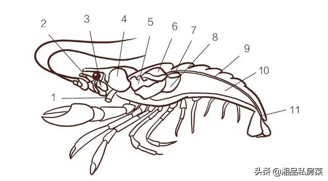 我们先来看一张小龙虾的生理结构01小龙虾怎么吃?