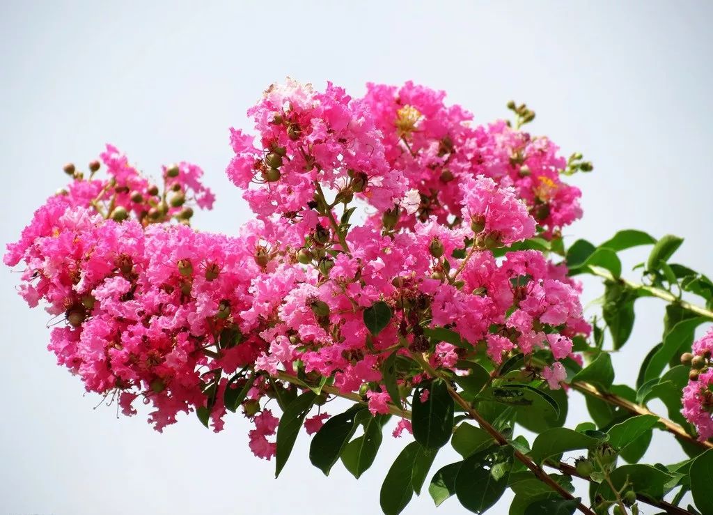 小叶紫薇,盛夏里的一抹嫣红