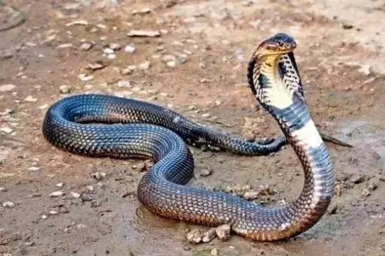 蛇是多久进入冬眠 8de94916d327440eb472e1b6cc35359c.jpeg