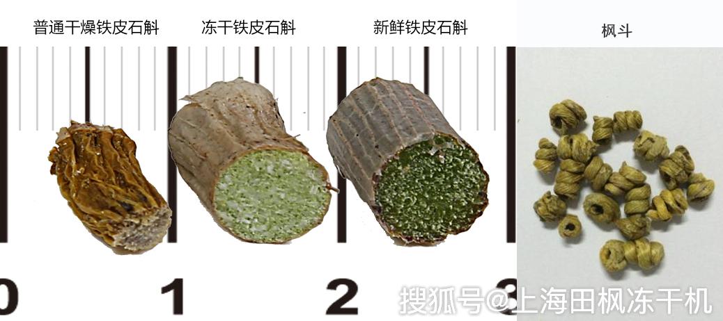 冻干铁皮石斛 石斛冻干品怎样做