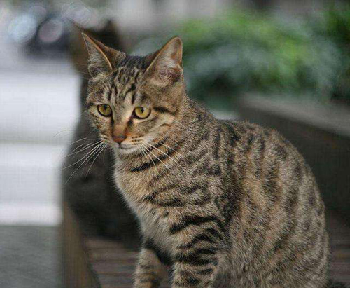 养猫日记:两个月的土猫咪不吃食一直叫