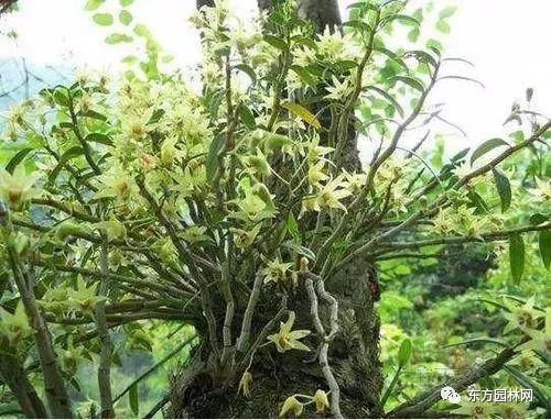 植物种植方式 9add0e32e2cf43d9925d540d5fe4bab5.jpeg