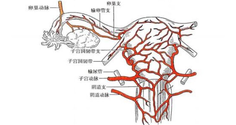 子宫动脉为子宫提供主要的养分来源,怀孕,感染,癌变时候血供会变丰富.