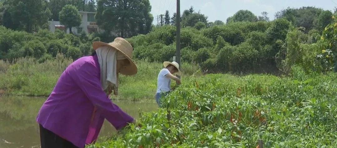 王十万黄辣椒要走出国门