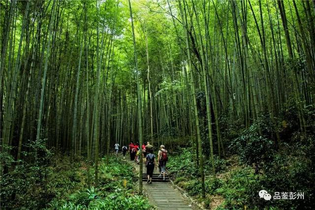 主要分布在阳平观附近及老君山一带, 以及龙怀,田沟,花坪等9个村, 是