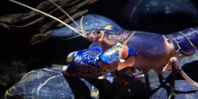 ludovicianus色彩恶魔螯虾从cherax destructor破坏者螯虾火山破坏者