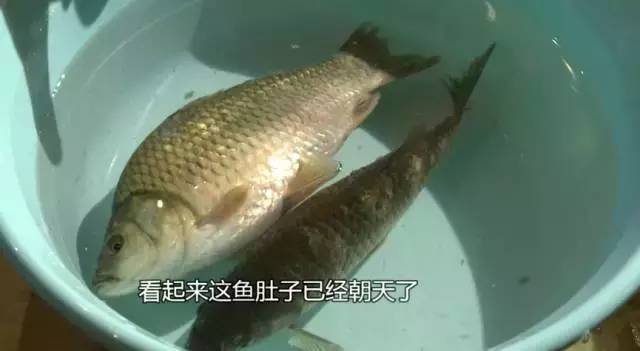 怎么养鱼鱼能活 ac44c8db5510416d8f8f481c6ff838a7.jpeg