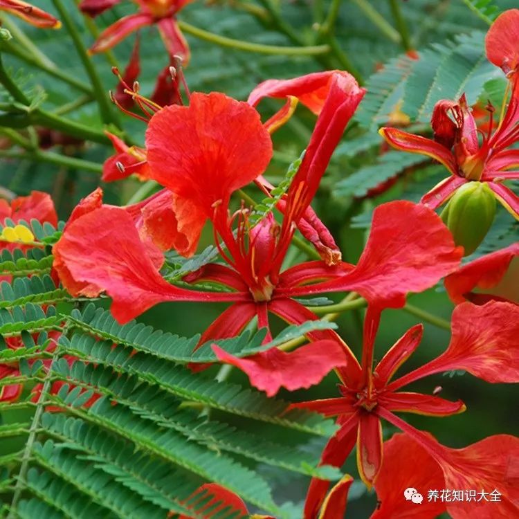 识花| 看图猜花名,了解更多花卉知识