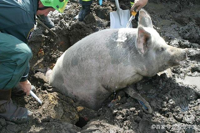 原创农妇养的肥猪病死了,她腌上独自吃完,结果成偏瘫