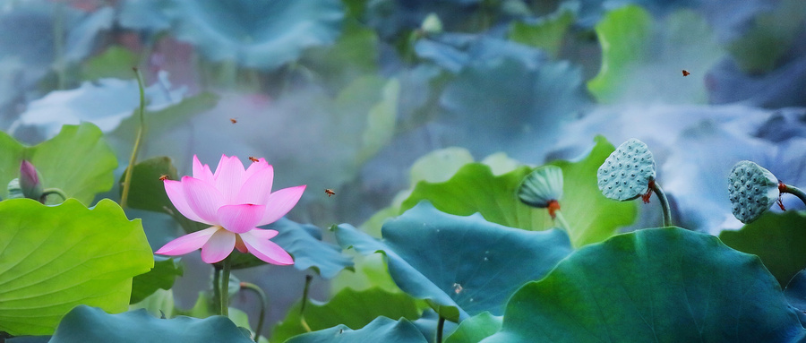 夏雨风荷简谱_一首葫芦丝歌曲 夏雨风荷 清风徐来,祝你开心一夏天(3)