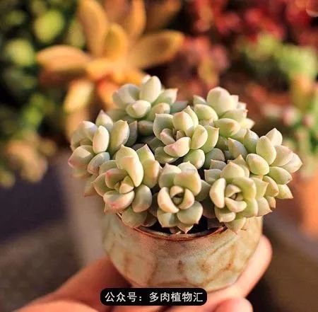 多肉如何生长得快 c25e46a58f1e4babae082c65ef867882.jpeg