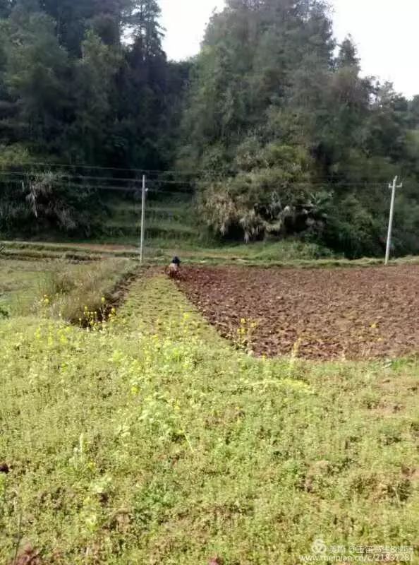 两个女娃,除了侍俸二老,还去荒山野地,翻山越岭为猪采摘野菜,把几头猪