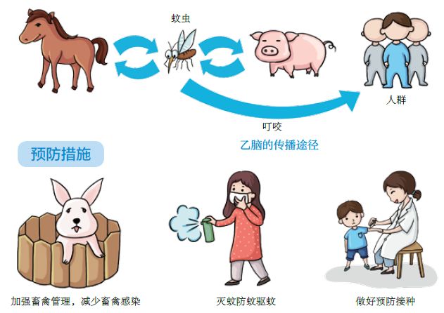 台风洪涝过后流行性乙型脑炎的预防篇