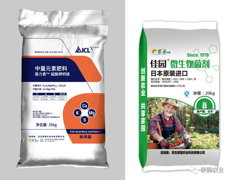 草莓定植前后管理技术