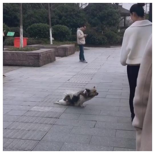 狗狗拖着后腿爬向人群发现没人理它后下一秒的行为让人笑傻