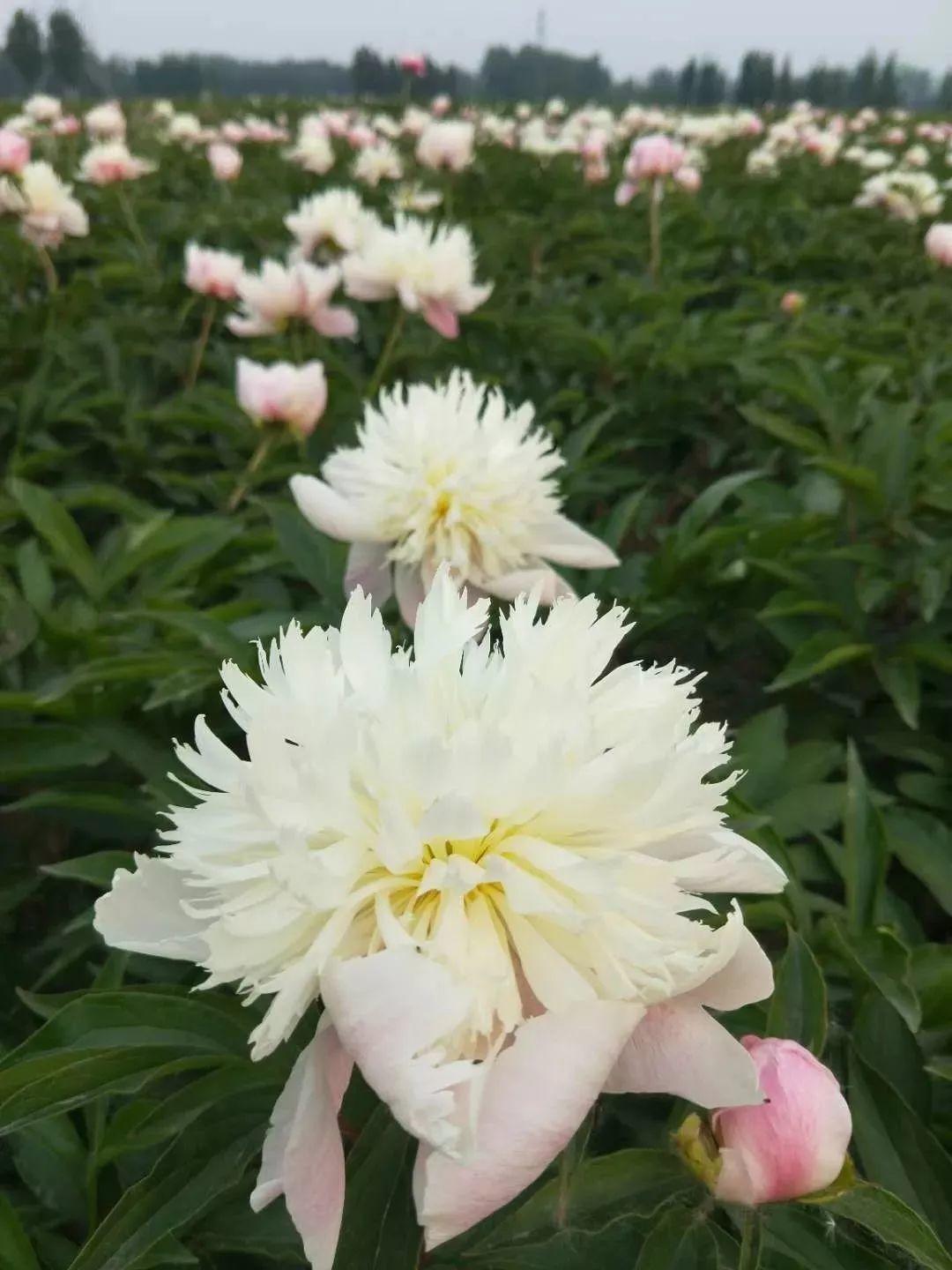 这种吉祥富贵花,秋天都要抢着养,错过再等一年!