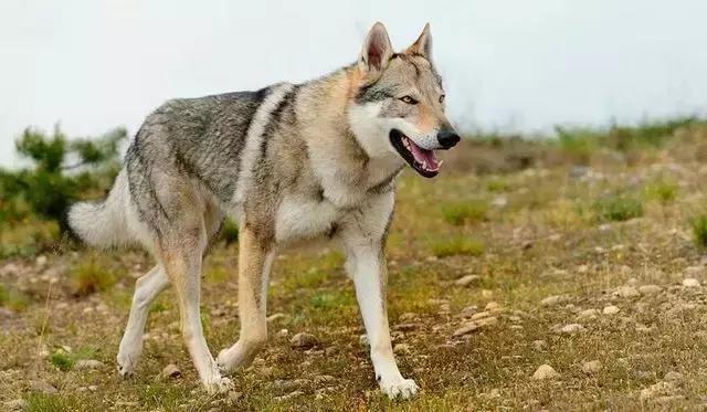 捷克狼犬也称为捷克斯洛伐克威勒科犬,由喀尔巴阡山脉狄莫拜狼和德国