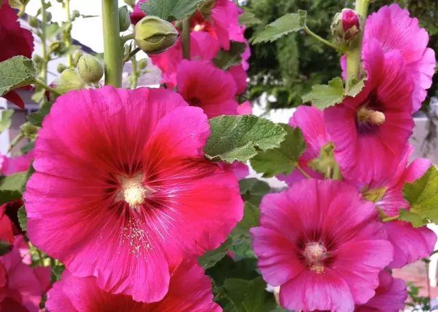 单瓣蜀葵 hollyhock 学名:alcea rosea 科属名:蜀葵科蜀葵属 别称:熟