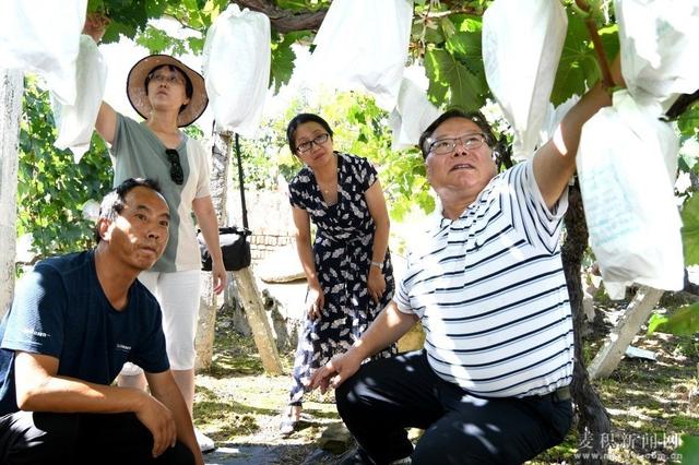 麦积区邀请专家“把脉”葡萄产业发展 博九在线娱乐