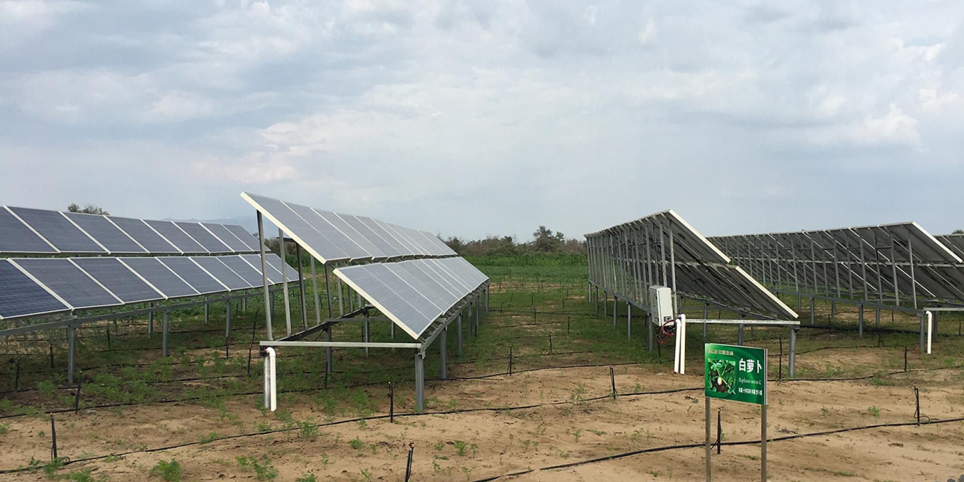 中國式奇跡：村民在電站養雞羊，比上海大3倍的沙漠1/3變成綠洲 旅遊 第9張