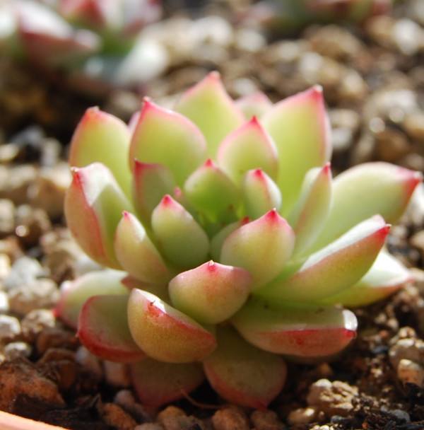 03998affb37041a99ca8e0b1eed1a756.jpeg