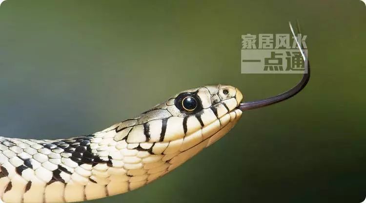 梦魇之触，解析梦见大蟒蛇咬手背的深层含义
