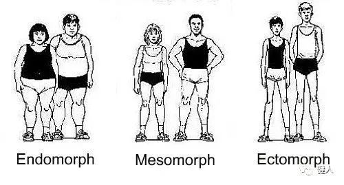 内胚层(endomorphs)和匀称型(mesomorphs)人体可分为三种不同的体型