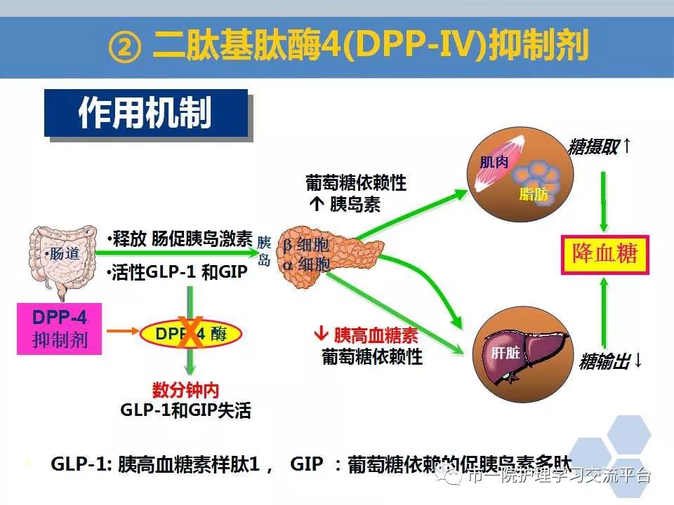 ppt糖尿病患者口服降糖药物指导