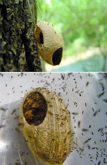 为周氏啮小蜂寄蛹生蜂,周氏啮小蜂寄生率高,繁殖力强,是美国白蛾等鳞