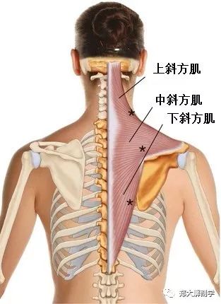 在盂肱关节中,由于肩胛骨必需的旋转(肩胛骨下角向上向外侧旋转)无法