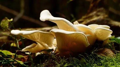 在家种植蘑菇菌包 哪种好种植 32782ca634514fddbd144c7c27d46a64.jpeg