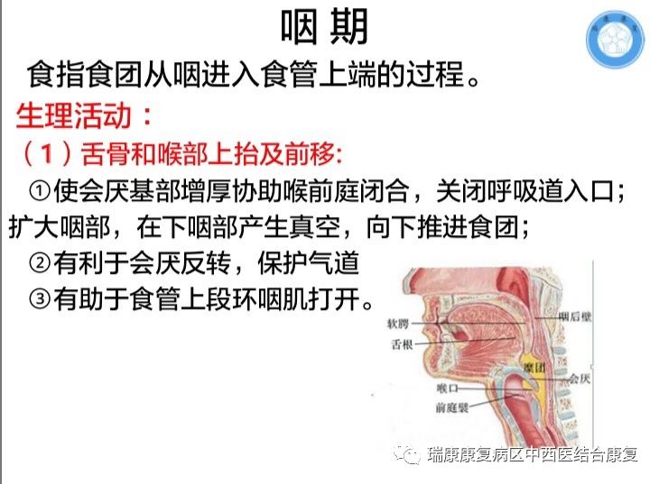 骨骼肌肉层面神经解剖层面指导下的吞咽和呼吸康复训练