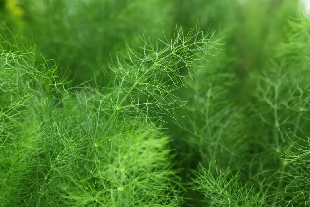 最全中药:茴香的功效与作用
