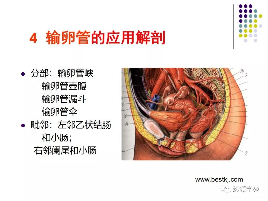 女性盆腔水平断面解剖
