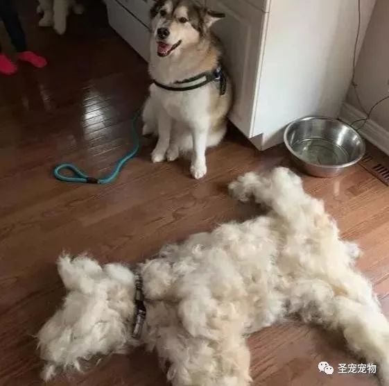 3dcad8b625bb42ab9cb7c226680e7dc6.jpeg