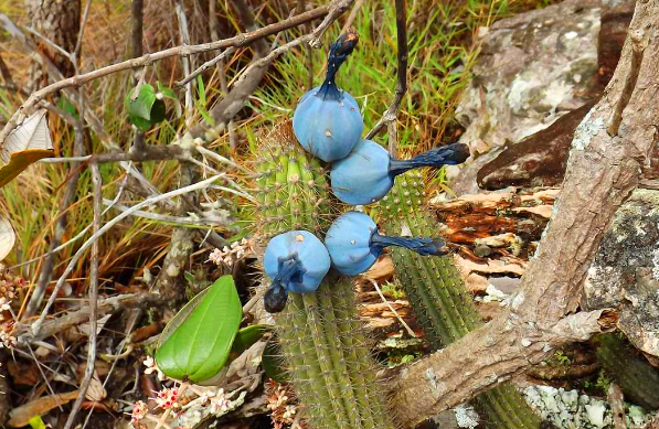 遊客野外發現「藍瘦香菇」，知情人稱其為珍貴「美食」 寵物 第2張