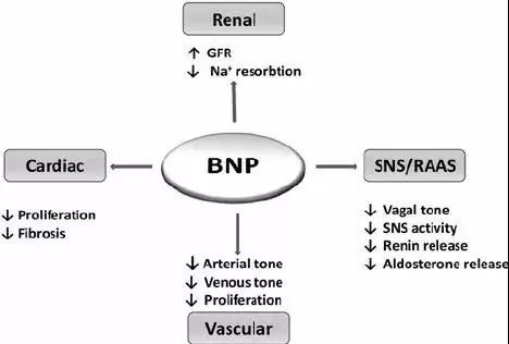 什么是脑利钠肽(bnp)
