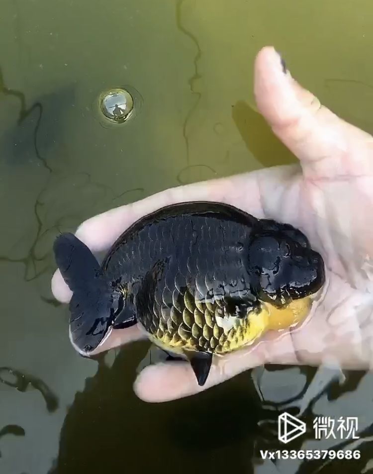 虎头金鱼探究——虎头金鱼分类